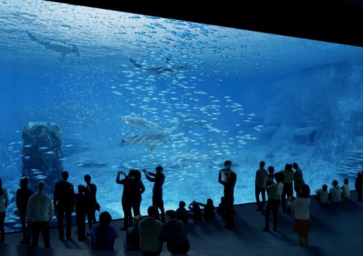 A (re)voir sur RMC Découverte : Nausicaa, le plus grand aquarium d'Europe